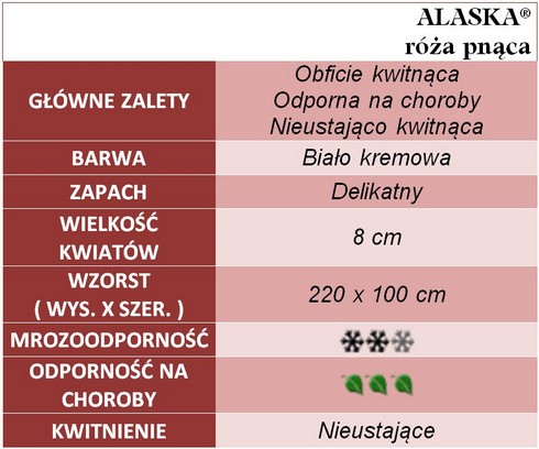 Alaska róże pnące gł. zal